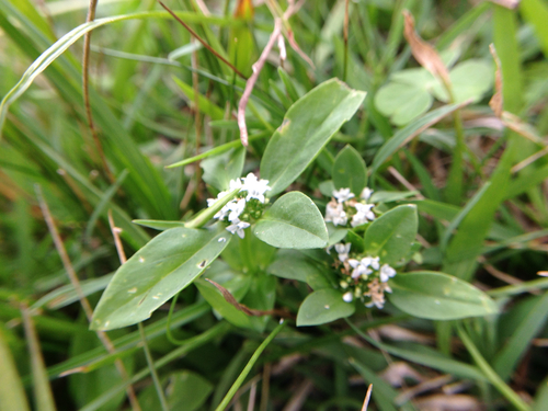Spermacoce dasycephala, photograph 4