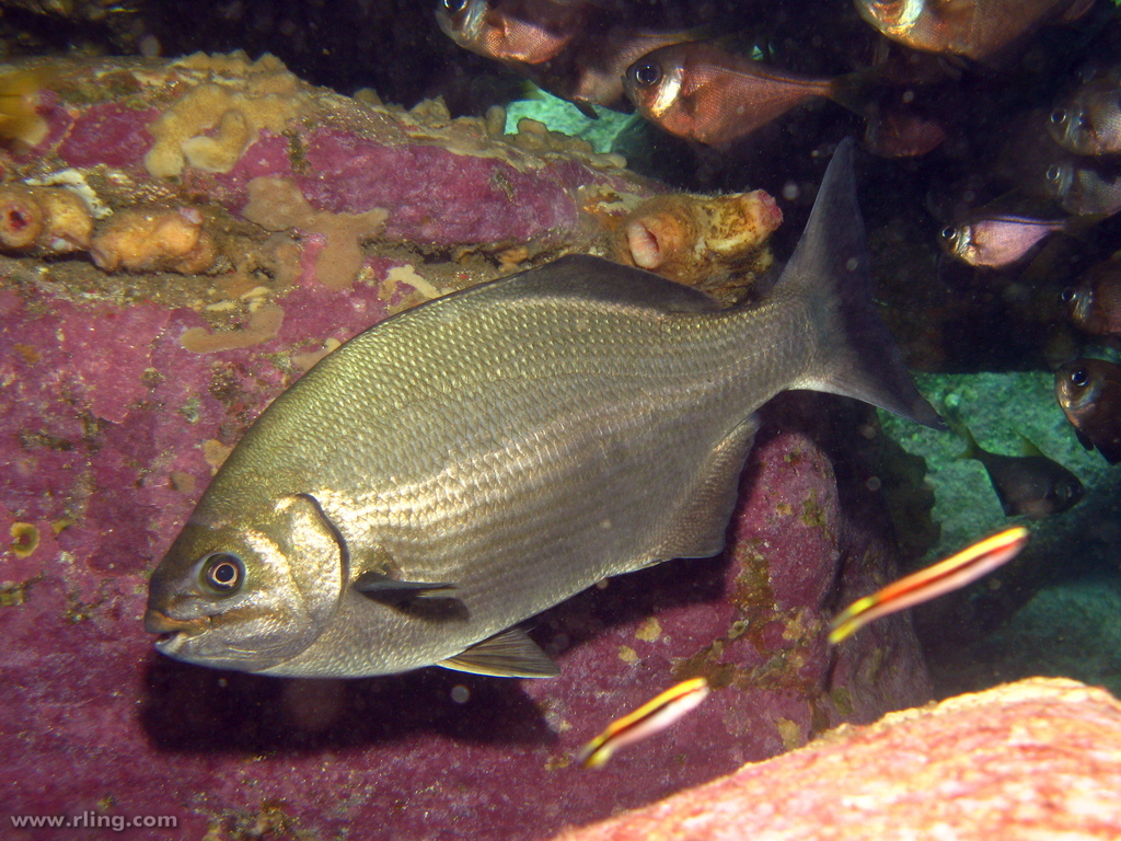 Srebrny dobosz (Kyphosus sydneyanusSrebrny dobosz (Kyphosus sydneyanus  