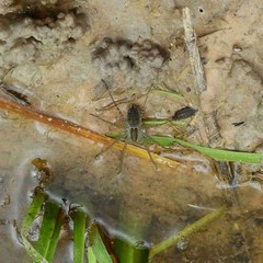 Pardosa pseudoannulata