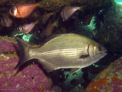 Kyphosus sydneyanus