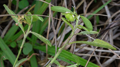 Ditaxis humilis