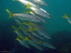 Dinolestes lewini