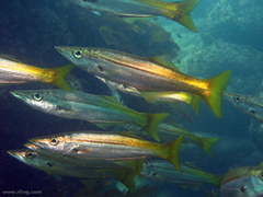 Dinolestes lewini