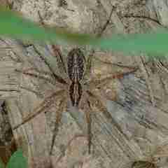 Pardosa pseudoannulata