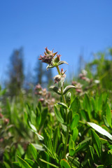Penstemon fruticosus fruticosus