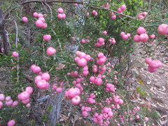 Leptecophylla oxycedrus