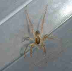 Pardosa pseudoannulata