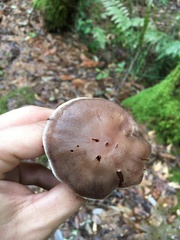 Cortinarius cisqhale