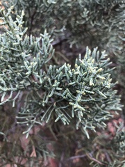Cupressus glabra