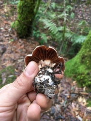 Cortinarius cisqhale