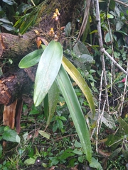 Maxillaria porrecta