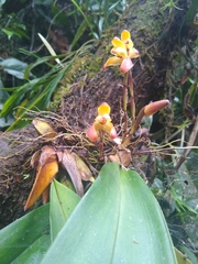 Maxillaria porrecta