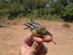 Pogoniulus chrysoconus