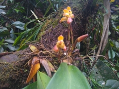 Maxillaria porrecta