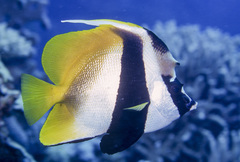 Masked Bannerfish photo 4