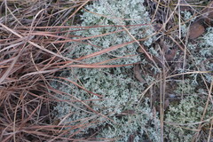 Cladonia arbuscula mitis