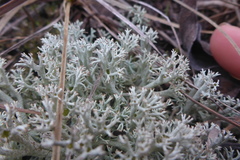 Cladonia arbuscula mitis