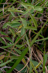 Ditaxis humilis