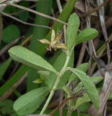 Ditaxis humilis