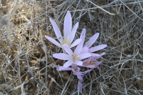 Colchicum hierosolymitanum
