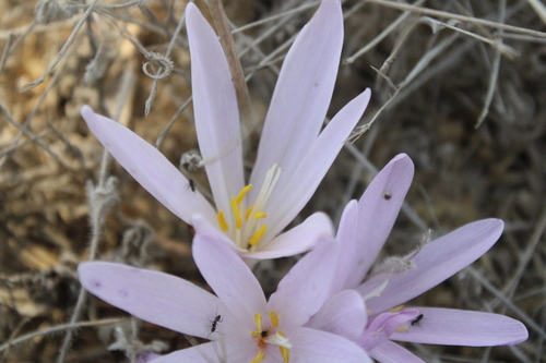 Colchicum hierosolymitanum