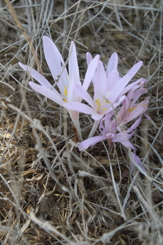 Colchicum hierosolymitanum