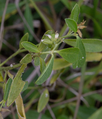 Ditaxis humilis