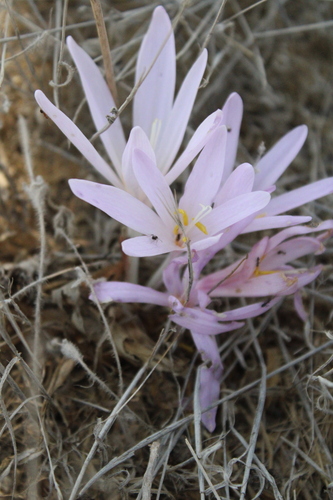 Colchicum hierosolymitanum
