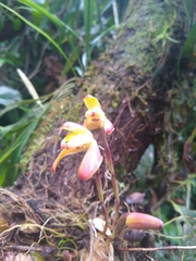 Maxillaria porrecta