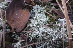 Cladonia arbuscula mitis
