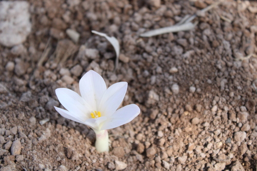 Colchicum hierosolymitanum