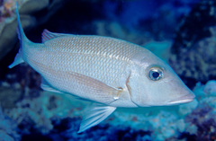 Lethrinus obsoletus