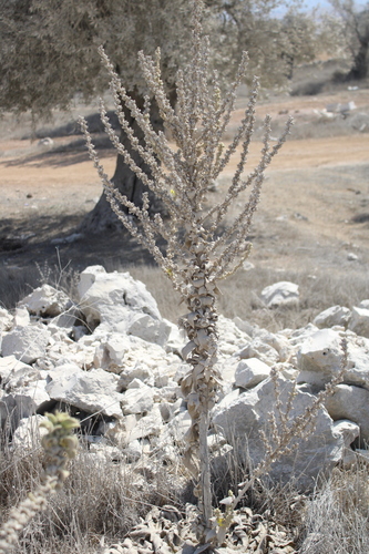 Verbascum sinaiticum, photograph 4