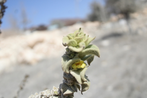 Verbascum sinaiticum, photograph 5