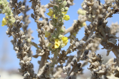 Verbascum sinaiticum, photograph 6