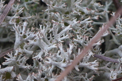 Cladonia arbuscula mitis