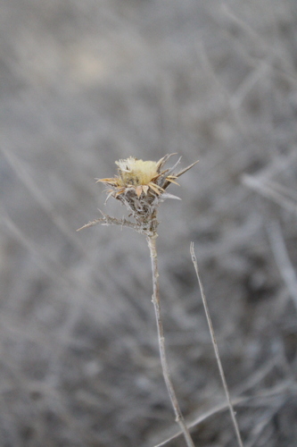 Involucrate Carline Thistle (Carlina curetum)