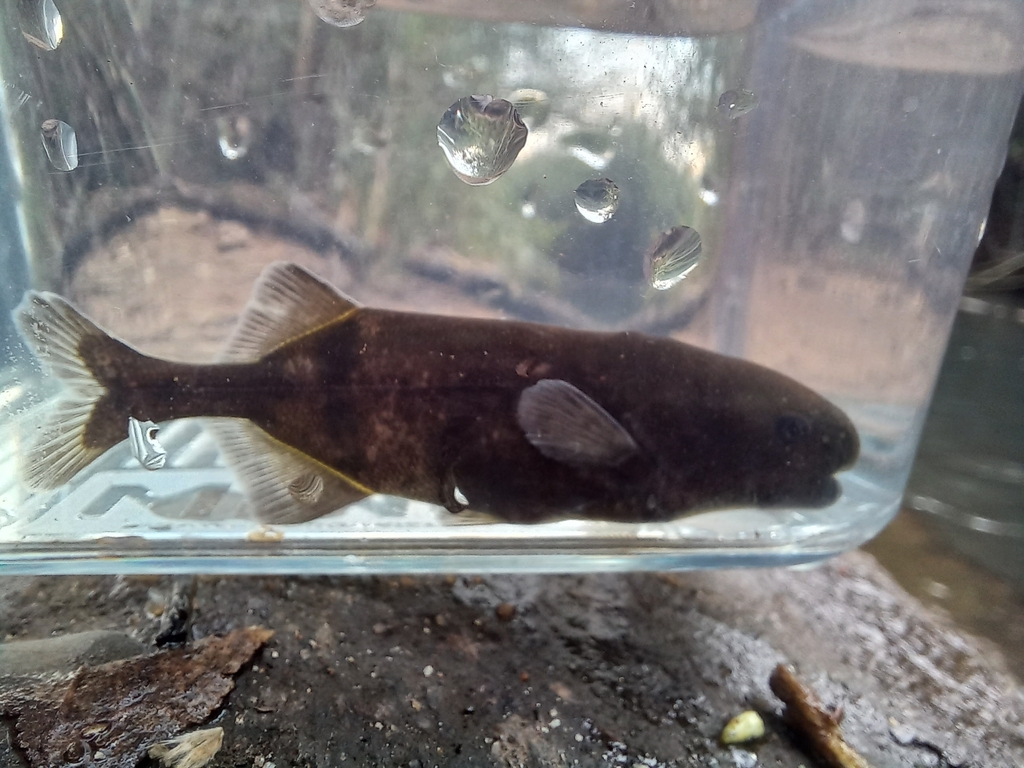 Ansorge's stonebasher (Hippopotamyrus ansorgii) — Mormyridae