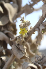 Verbascum sinaiticum, photograph (c) yelena_antipova, some rights reserved (CC BY)