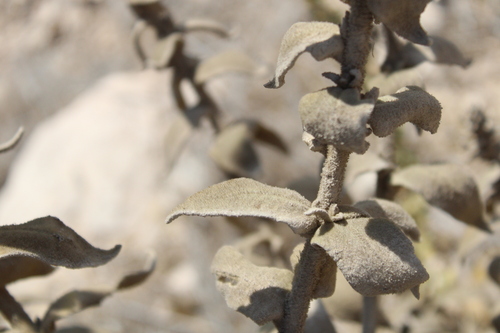 Verbascum sinaiticum, photograph 2