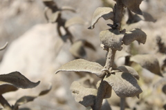 Verbascum sinaiticum, photograph (c) yelena_antipova, some rights reserved (CC BY)