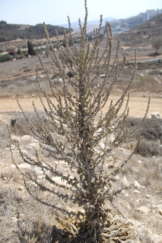 Verbascum sinaiticum, photograph 3
