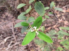 Pimelea drupacea