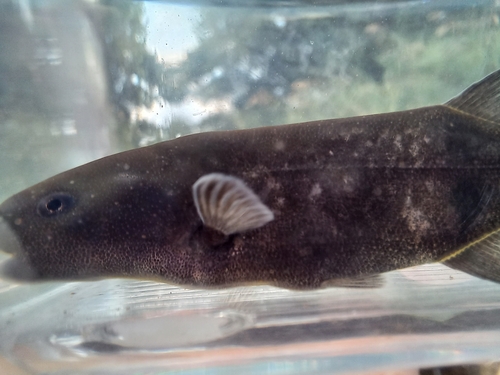 Ansorge's stonebasher (Hippopotamyrus ansorgii) — Mormyridae — 4