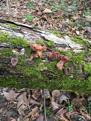 Auricularia fuscosuccinea