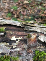 Auricularia fuscosuccinea
