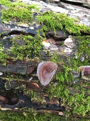 Auricularia fuscosuccinea