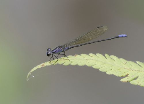 Argia reclusa