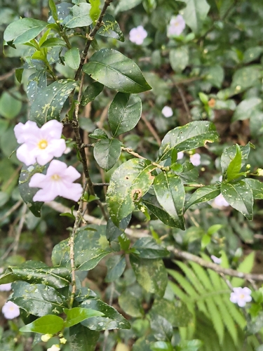 Mostuea brunonis (Mostuea brunonis)