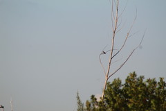 Chloroceryle americana